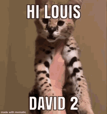Louis David Serval GIF - Louis David Serval Hi GIFs