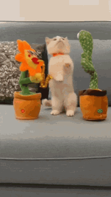 Cute Confused GIF - Cute Confused Kitten GIFs