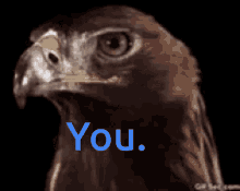 Eagle Stares You GIF - Eagle Stares You Bird GIFs
