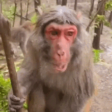 Confused Monkey Wtf Monkey GIF - Confused Monkey Wtf Monkey Monkey Looking One Point GIFs