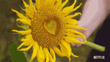 sunflower chloe love on the spectrum heart shaped flower flower