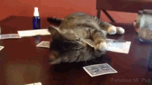 This Mine No This One Is Mine No This One GIF - Game Catch Paws GIFs