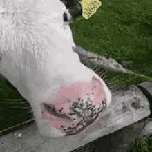 Cow Tongue GIF - Cow Tongue Lick GIFs