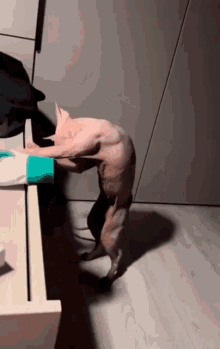 Cat Muscle GIF