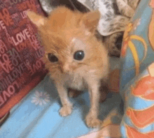 a small orange kitten is standing on a bed next to a pillow .