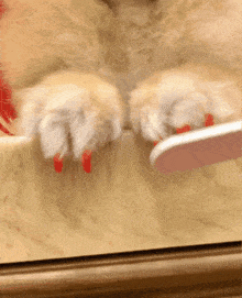 Dog Pomeranian GIF - Dog Pomeranian Pom GIFs