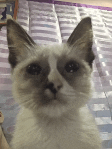 a close up of a cat looking at the camera