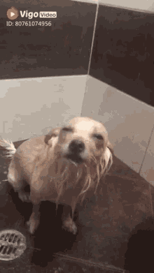 Excited Wet GIF - Excited Wet Dog GIFs