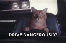 Kitty Drive GIF - Kitty Drive Driving GIFs