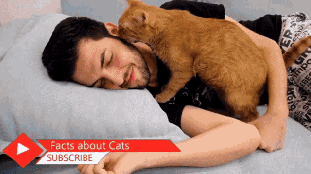 Can Cats Eat Chocolate GIF - Can Cats Eat Chocolate GIFs