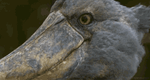 Oh, Did The Middle Of My Sentence Interrupt The Beginning Of Yours? - Imgur GIF - Shoebill Bird Animals GIFs