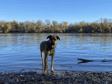 a dog standing on the shore of a river