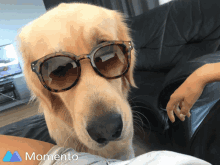 Golden Retriever Dog GIF - Golden Retriever Dog Sunglasses GIFs