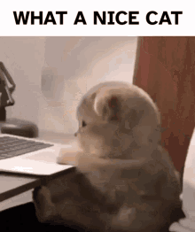 What A Nice Cat Puter GIF - What A Nice Cat Puter Cat GIFs