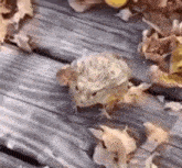 Frog Leap GIF - Frog Leap Rotate GIFs