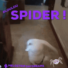 Lou Lou Spider GIF - Lou Lou Spider Scared Of Spider GIFs