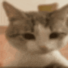 a close up of a cat 's face with its paw on its nose .