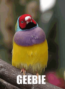 Geebie Gouldian Finch Bird GIF - Geebie Gouldian Finch Bird Gouldian Finch GIFs