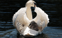 a swan is holding a baby swan on its back