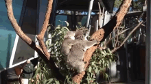 Koalas! GIF - Australia Jennamarbles Youtube GIFs