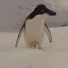 Bye National Geographic GIF - Bye National Geographic Adelie Penguin Numbers Have Marched Upward GIFs
