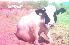 Roger Cow GIF - Roger Cow Pig GIFs
