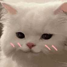 Cute Cat Blushing เจมีไนน์โฟร์ท GIF