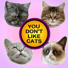 You Don'T Like Cats You Do Not Like Cats GIF - You Don'T Like Cats You Do Not Like Cats Hate Cats GIFs