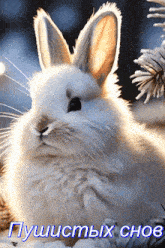 a picture of a white rabbit with the words " пушистых сное " underneath it