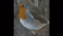 Tit Bird GIF - Tit Bird Bouncy GIFs
