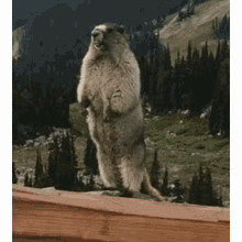 Marmotte Pgadmin GIF - Marmotte Pgadmin Geomsp GIFs