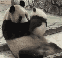 panda love care mother play