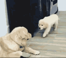 I Dont Now Dog GIF - I Dont Now Dog Play GIFs
