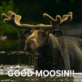a moose standing in a body of water with the words good moosin written below it