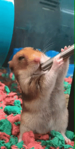 hamster drinking