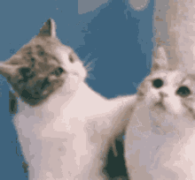 Cats Love GIF - Cats Love GIFs