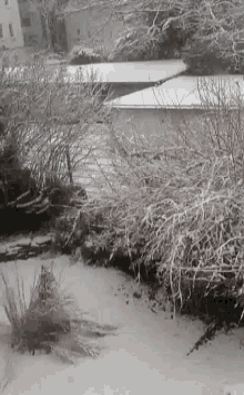 a snowy landscape with trees and bushes in the foreground