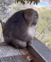 a monkey is sitting on a ledge and looking out the window ..