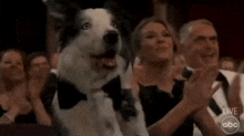 Dog Clapping GIF - Dog Clapping Anatomy Of A Fall GIFs