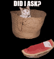 Meme Cat GIF - Meme Cat GIFs
