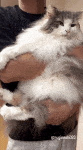 a man is holding a fluffy white cat with mugimeshi323 written on the bottom right