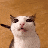 Cat Crunch GIF