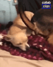 Dog Tail Dog Wags Tail On The Head Of Other Dog GIF - Dog Tail Dog Wags Tail On The Head Of Other Dog Wagging Tail GIFs