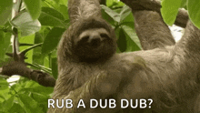 Sloth Smile GIF