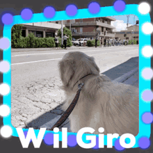 dog happy giro di italia