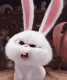 funny bunny confused bunny great job bunny