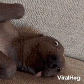 Making Silly Face Dog GIF - Making Silly Face Dog Viralhog GIFs