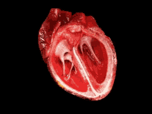 Heart Heartbeat GIF