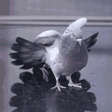 Pigeon Stretch GIF - Pigeon Stretch Bird GIFs