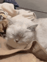 a white cat is sleeping on a bed with a blanket on top of it .